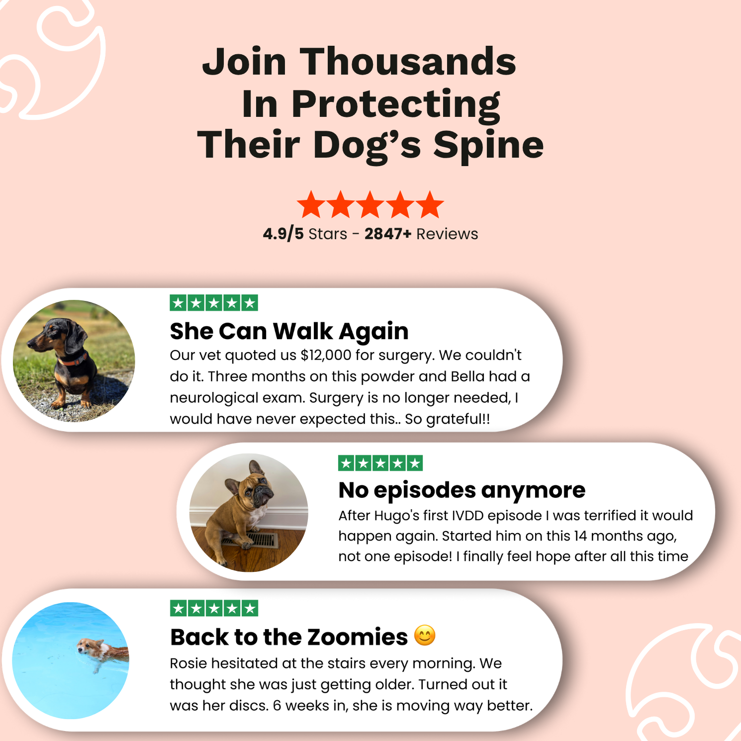 The Paw Parent - Spine & Disc Powder