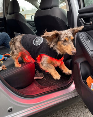 Lauren M., Virginia, Dog Mom
