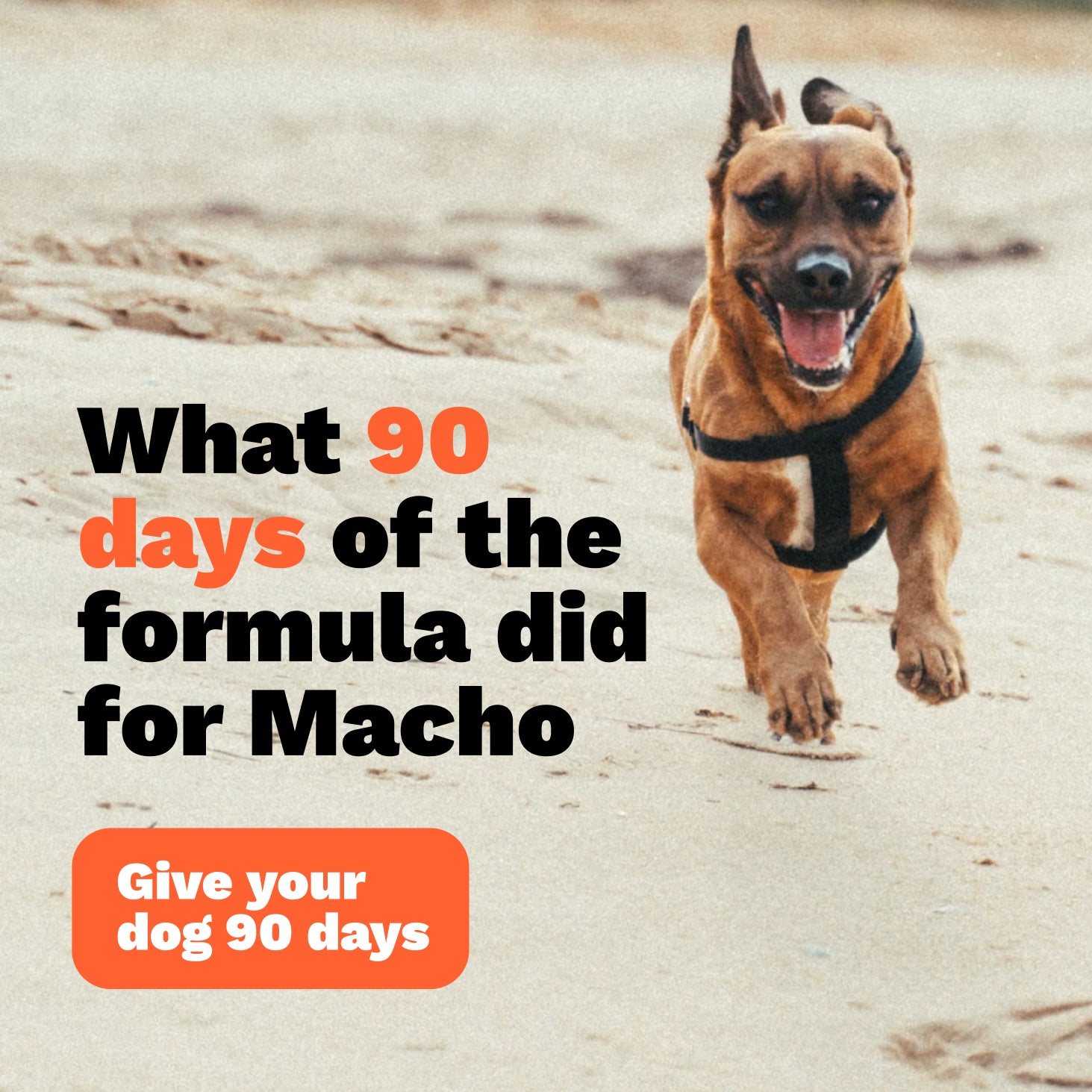 The Paw Parent - Hip & Joint Powder