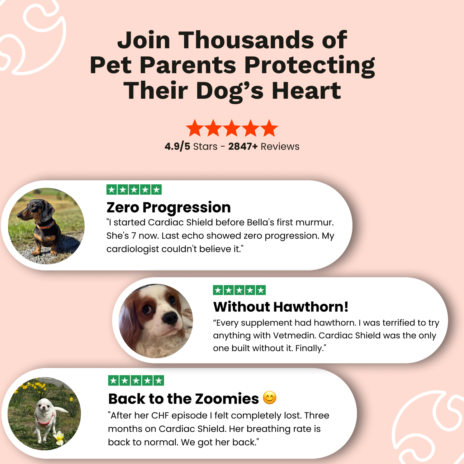 The Paw Parent - Cardiac Shield Powder