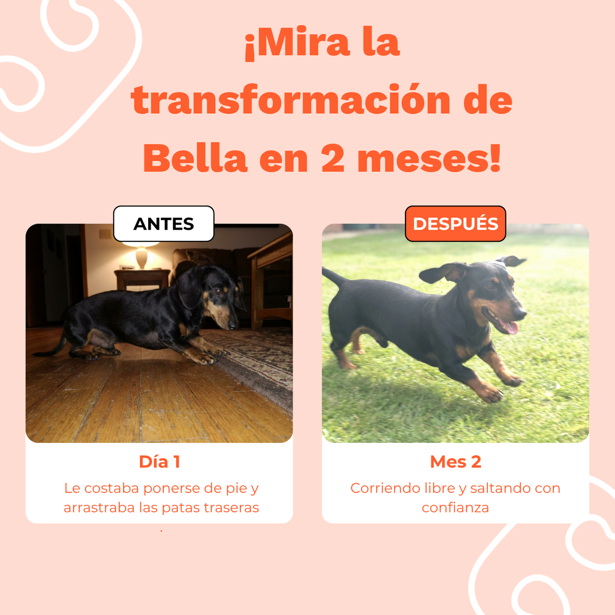 Spanish promotional graphic showing a dachshund before and after training progress. The top text reads '¡Mira la transformación de Bella en 2 meses!'.