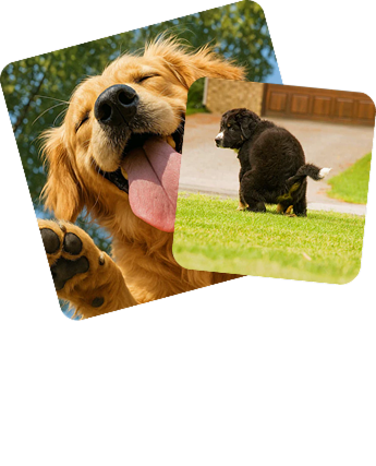 Happy Golden Retriever