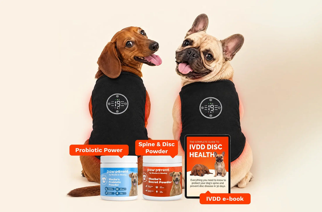 Dachshund and French Bulldog in the IVDD Relief Vest with the two powders and the IVDD e-book
