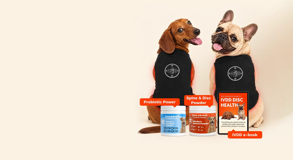 Dachshund and French Bulldog in the IVDD Relief Vest with the two powders and the IVDD e-book