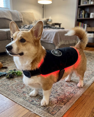 Rachel T., California, Dog Mom