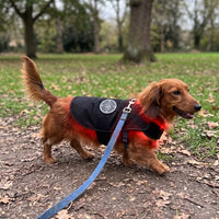 Dachshund walking in the vest