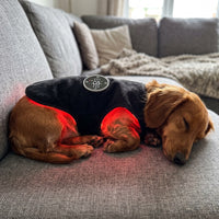 Dachshund asleep on the sofa in the vest