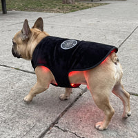 French Bulldog walking in the vest