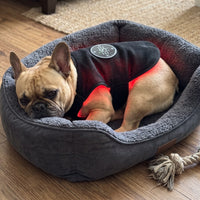 French Bulldog resting in the vest