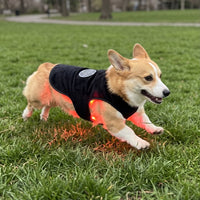 Corgi running in the vest
