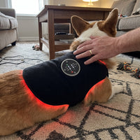 Corgi relaxing at home in the vest