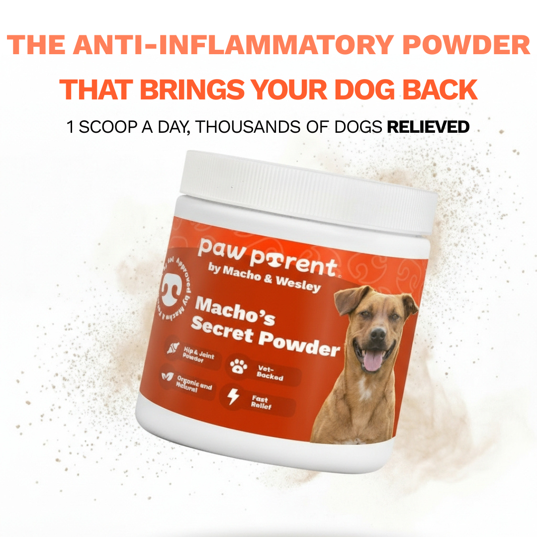 The #1 Vet-Recommended Anti-Inflammatory Powder