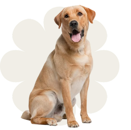 Dog sitting inside a paw print on a white background