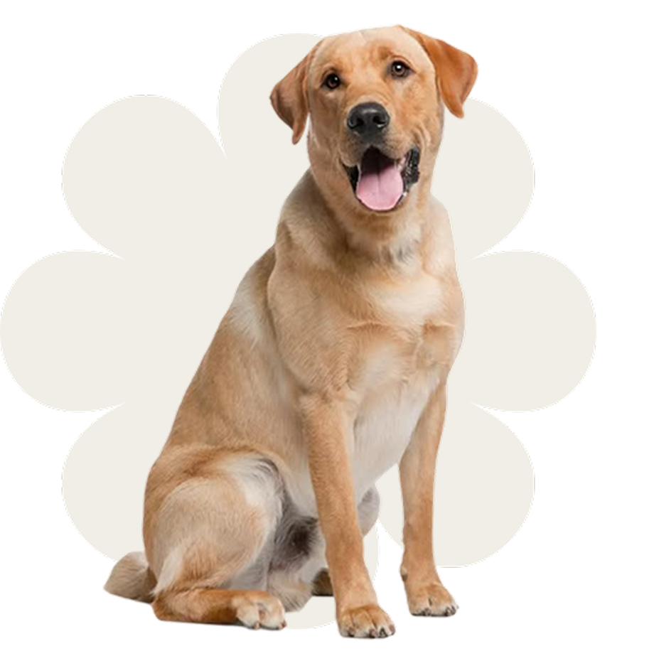 Dog sitting inside a paw print