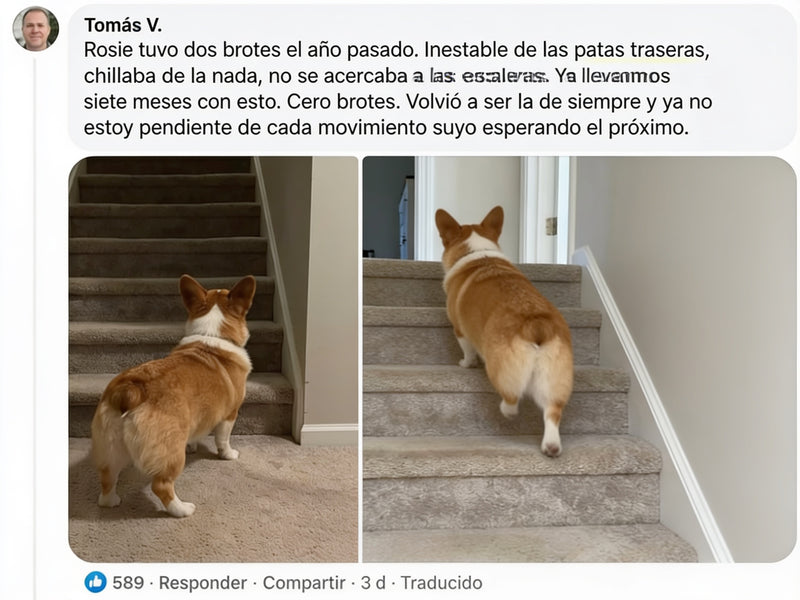 A social media post showing a split-screen before-and-after comparison of a corgi dog climbing indoor stairs. The left panel shows the dog standing on carpeted stairs, while the right panel shows the dog reaching higher carpeted stairs.