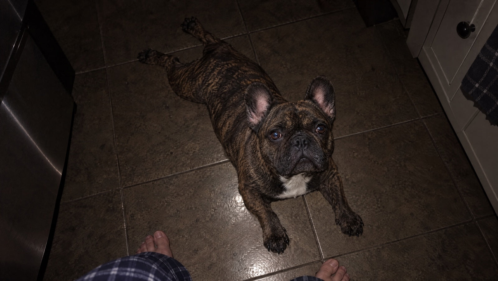 The night Bruno could not walk
