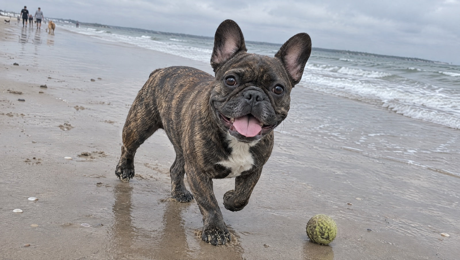 Bruno on the beach