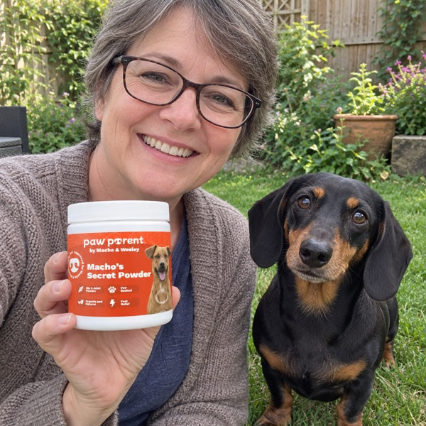Bella's owner, Dachshund
