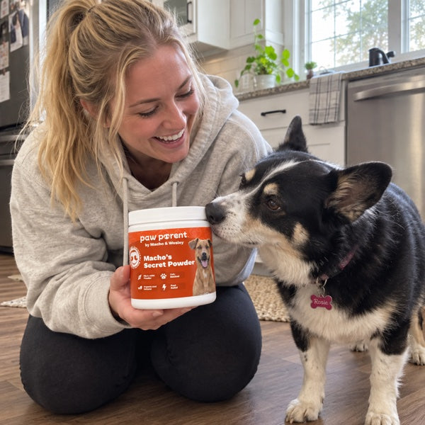 Rosie's owner, Corgi mix